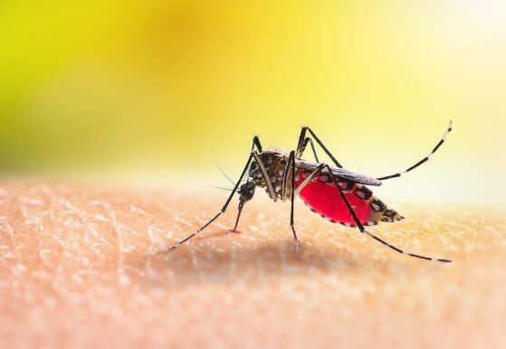 Malaria